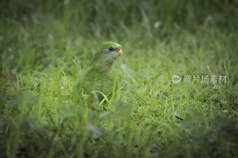 雌性极好鹦鹉(Polytelis swainsonii)